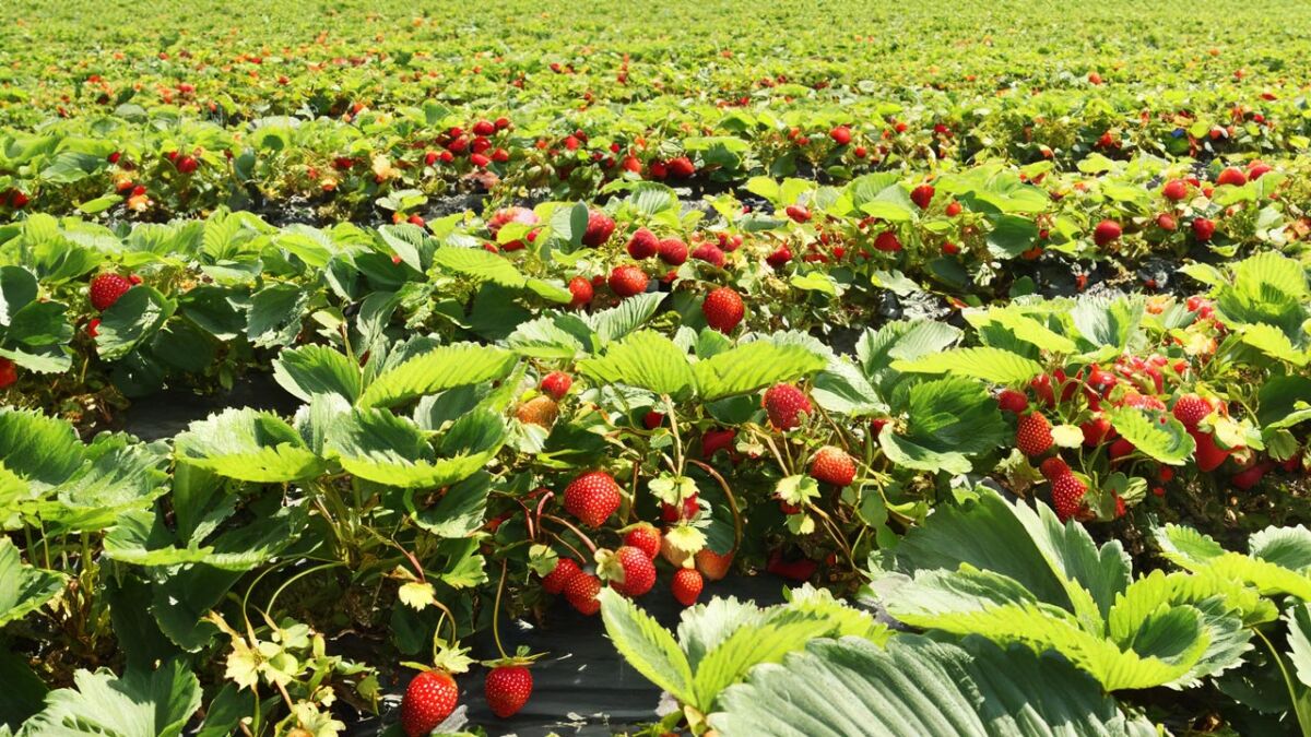 Karte Erdbeeren selber pflücken in München 95.5 Charivari