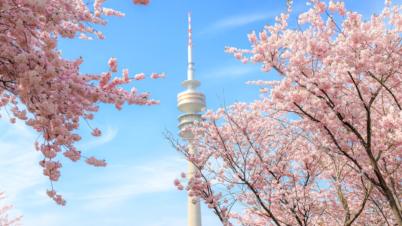Die fünf schönsten Kirschblütenspots in München