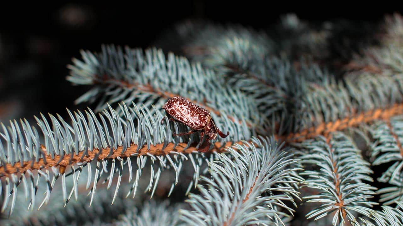 In deinem Christbaum stecken bis zu 25.000 Insekten