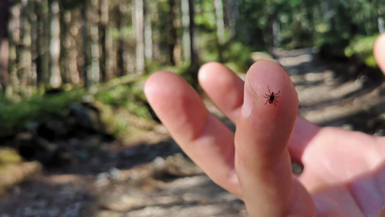 Zecken jetzt schon im März: FSME-Impfung dieses Jahr früher nötig