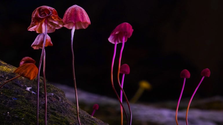 Fantastische Pilze – Dokumentation, jetzt im Kino