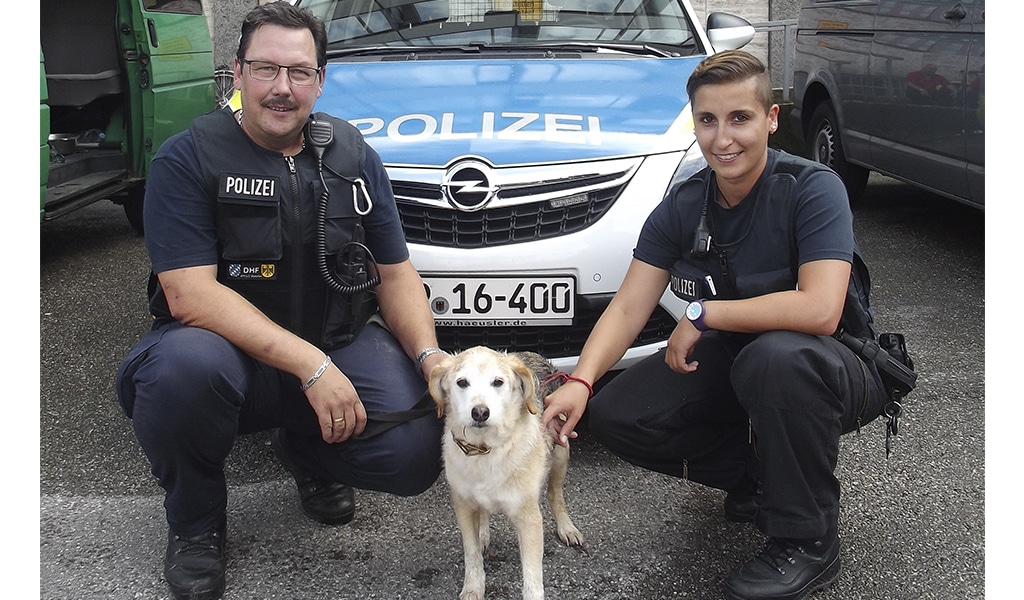 Wem gehört dieser Hund?