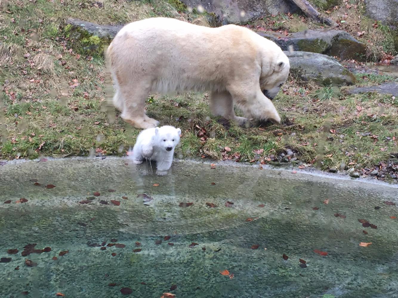Eisbären-Mädchen wird getauft