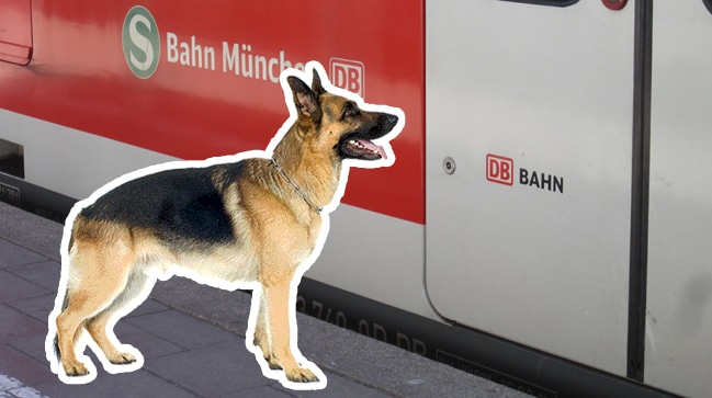 S-Bahn München: Hunde für mehr Sicherheit
