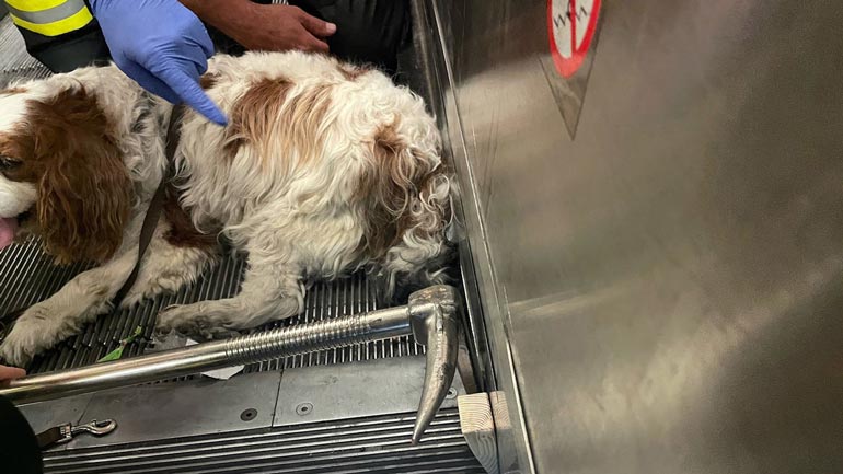 Schwanz eingeklemmt: Hunderettung an der Rolltreppe Isator
