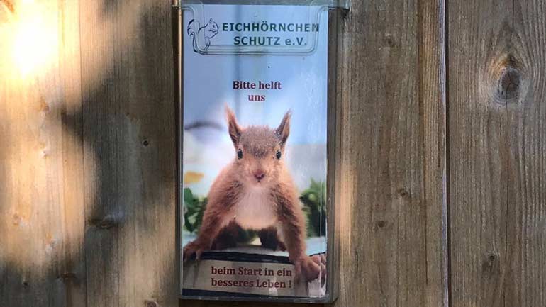 Rekord Sommer: Hungernde Eichhörnchen in München