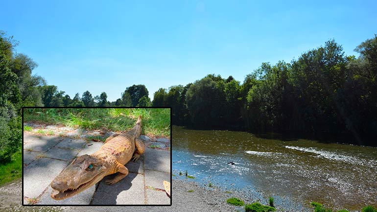 Spaziergänger fischt Alligator aus der Isar