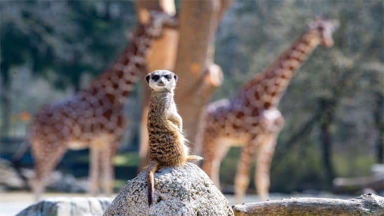 Der Tierpark Hellabrunn darf Besucherzahlen erhöhen