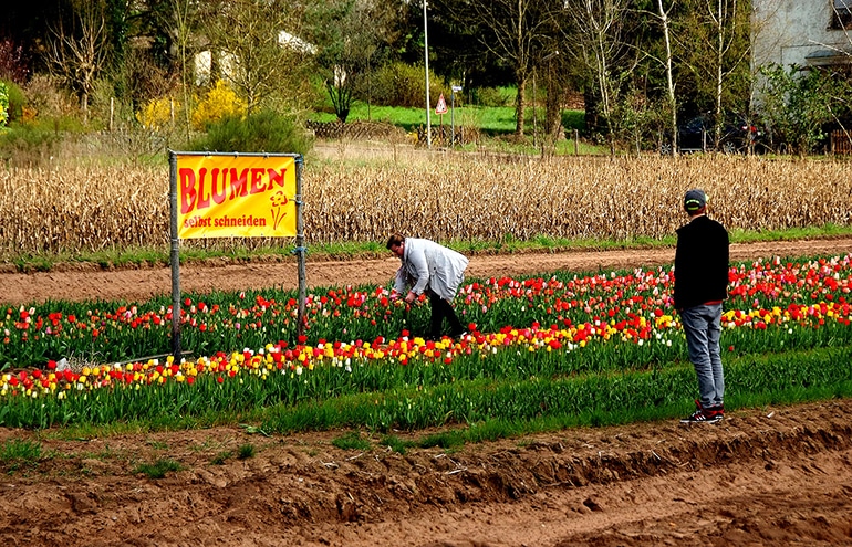 Blumen selber schneiden in München