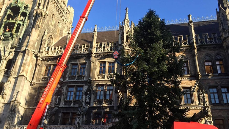 München: Der Christbaum am Marienplatz steht