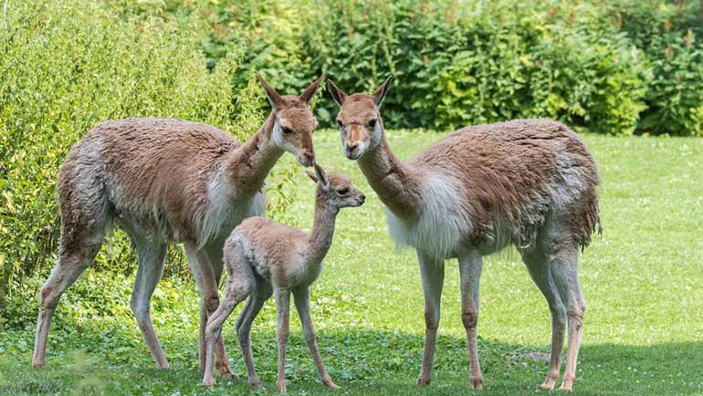 Flauschiger Nachwuchs im Tierpark Hellabrunn