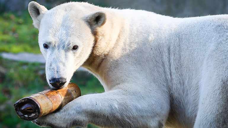 Zwei neue Eisbären im Tierpark Hellabrunn eingezogen