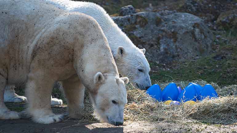 So verbringen die Tiere in Hellabrunn Ostern