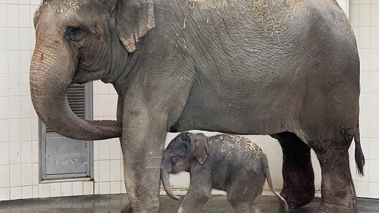 Elefantenbaby im Tierpark Hellabrunn geboren
