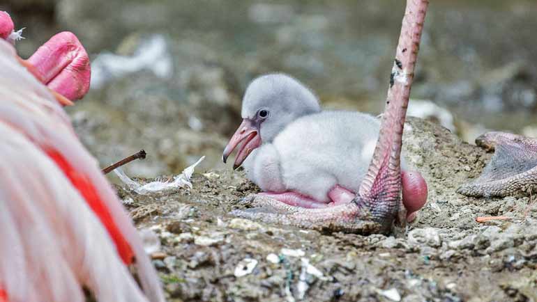 Flamingo-Küken im Tierpark Hellabrunn