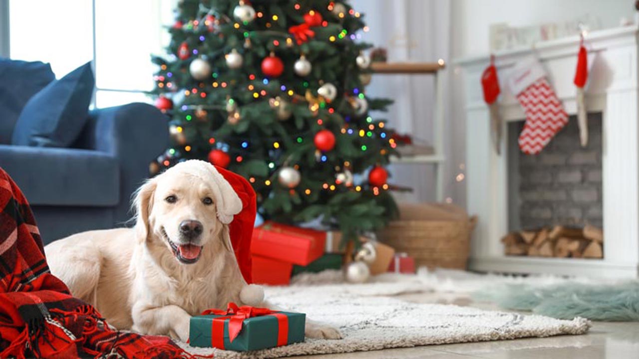 Warum man bei Tieren als Weihnachtsgeschenk ganz vorsichtig sein sollte