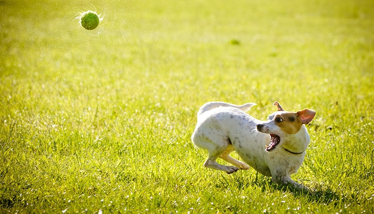 Hundetagesstätten in München