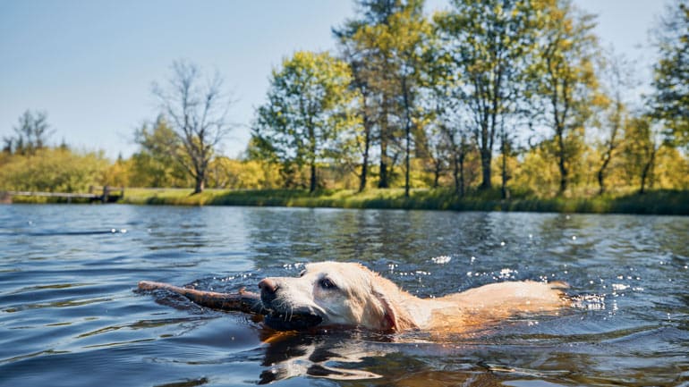 Badeseen für Hunde rund um München