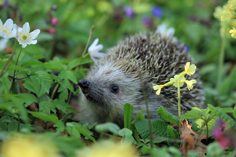 Igel-Paten gesucht!