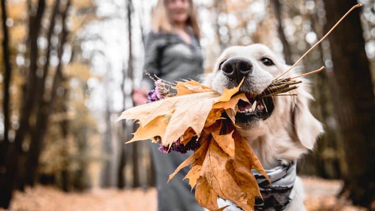 Gefahr beim Gassigehen: Darum dürfen Hunde niemals Kastanien fressen