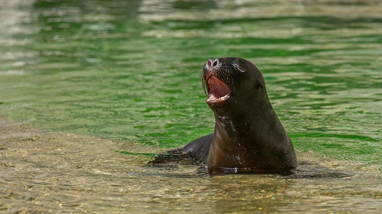 Niedlicher Robbennachwuchs im Tierpark Hellabrunn