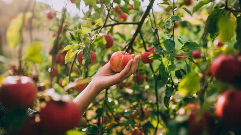 Kostenlos Obst ernten in München