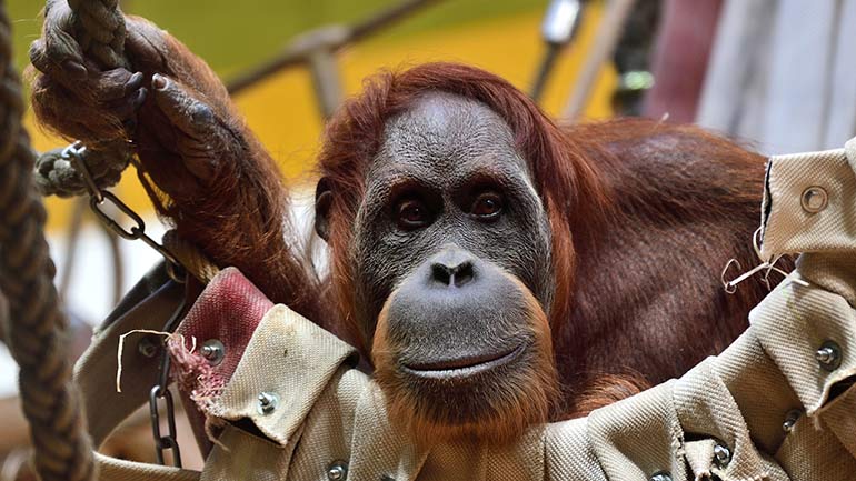 Tierpark Hellabrunn: Orang-Utan Matra ist tot