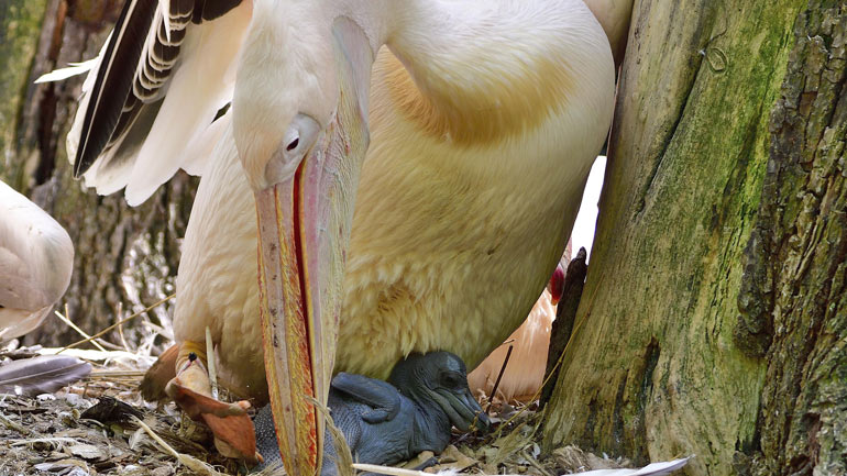 Pelikan-Nachwuchs im Tierpark Hellabrunn