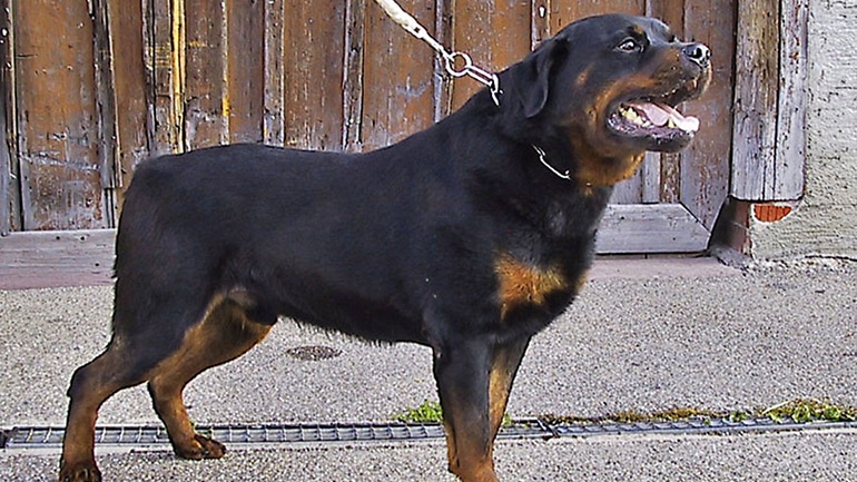 Rottweiler verletzt Kleinkinder in Eching