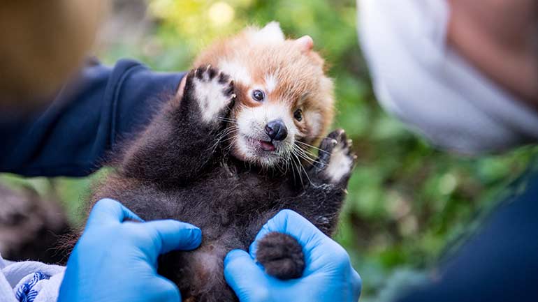 Rote Pandas im Tierpark Hellabrunn haben erneut Nachwuchs