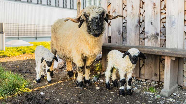 Flauschiger Nachwuchs bei den Schafen auf dem Werksviertel-Dach