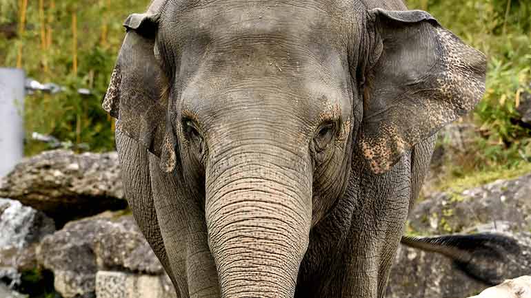 Elefantendame Temi erwartet Nachwuchs