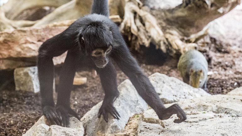 Die Welt der kleinen Affen: Neue Bewohner im Tierpark Hellabrunn