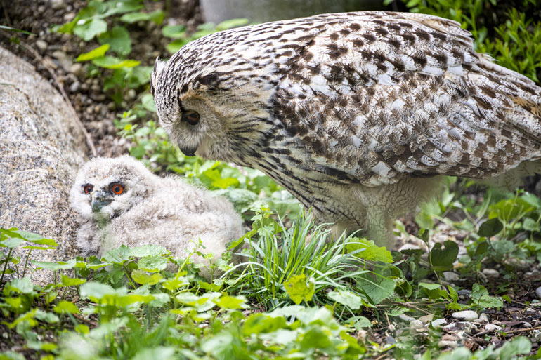 Premiere in Hellabrunn: Uhu-Küken geschlüpft