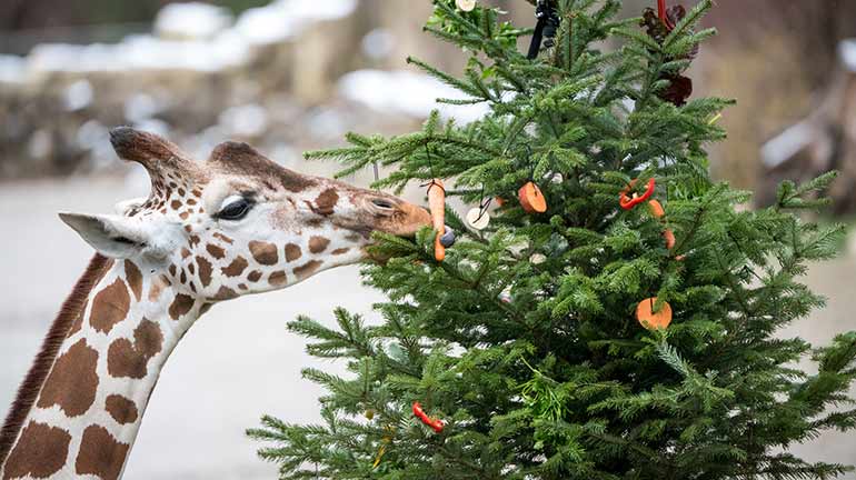 Weihnachten im Tierpark Hellabrunn