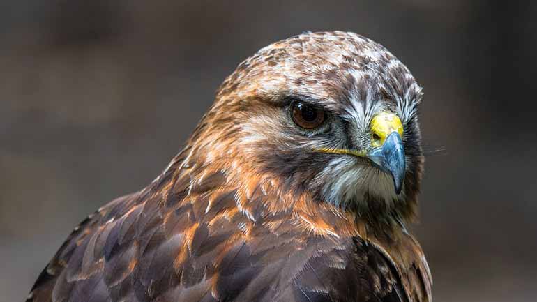 Stachus-Passagen: Wüstenbussard jagt Tauben