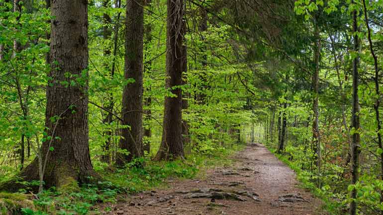 Landkreis Fürstenfeldbruck: Affengliedmaßen im Wald gefunden