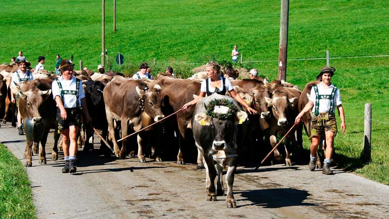 Almabtrieb: Die Kühe kommen zurück ins Tal
