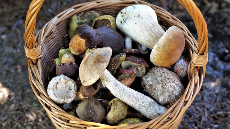 Pilze sammeln rund um München