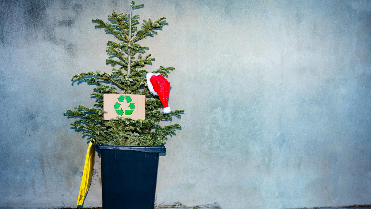 Die Christbaum-Sammelstellen 2024 in München