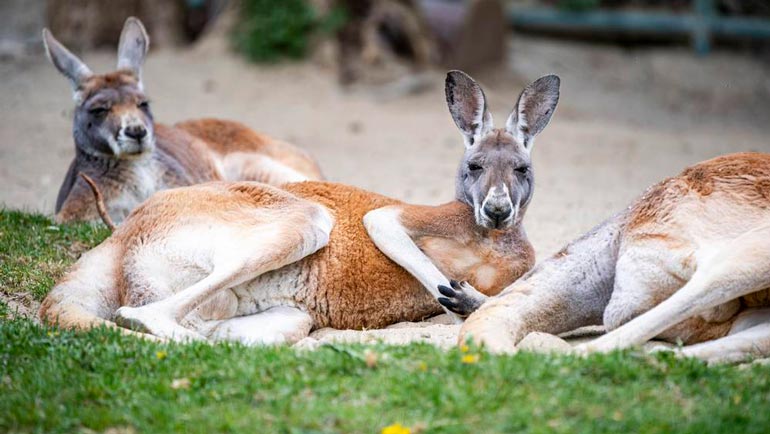 Hellabrunn-Besuch in den Sommerferien nur mit Onlineticket möglich