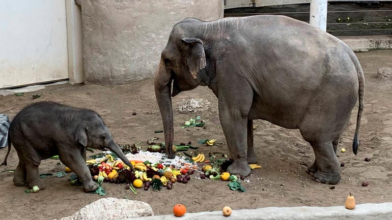 Mit «Geburtstagstorte»: Elefant «Otto» feiert ersten Geburtstag