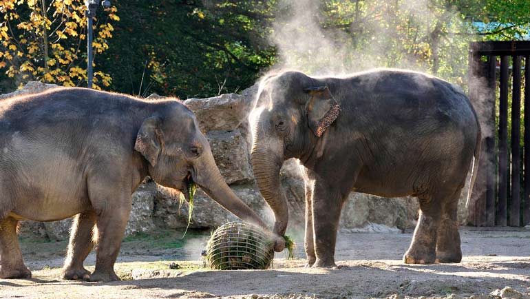 Blick hinter die Kulissen im Tierpark Hellabrunn