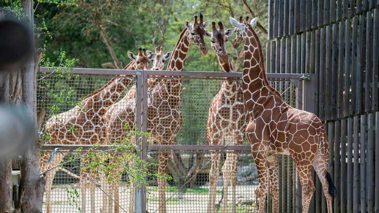 Giraffenzuwachs im Tierpark Hellabrunn