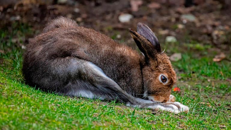 Ausflugstipp: Hellabrunn will zu Ostern nun doch öffnen