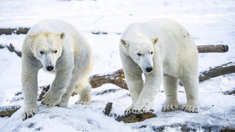 Corona-Regeln für den Tierpark Hellabrunn gelockert: das gilt jetzt