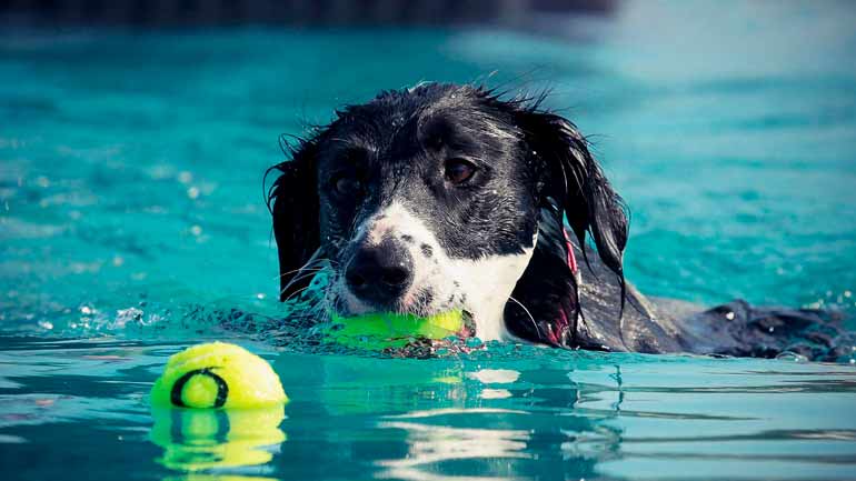 Münchner Hunde bekommen eigenen Badetag