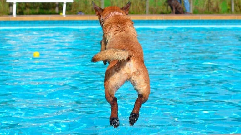 Im Dante- und Ungererbad: Münchner Hunde bekommen auch in diesem Jahr eigene Schwimmtage