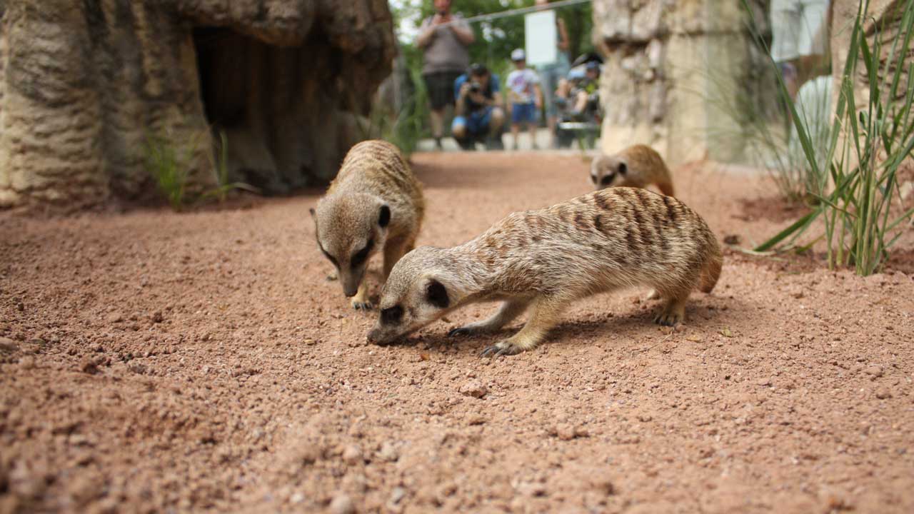 Es wird wieder gewuselt: Tierpark Hellabrunn hat neue Erdmännchen