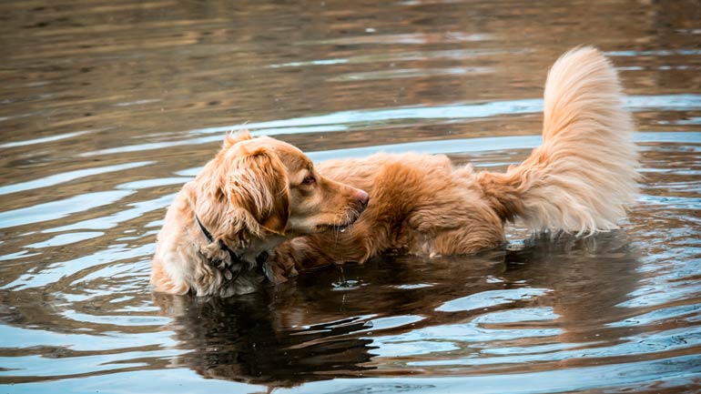 Badeseen für Hunde rund um München